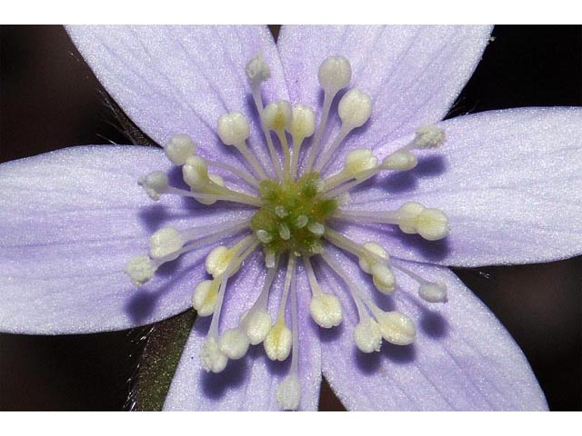 Hepatica nobilis var. acuta (Sharplobe hepatica) #71966