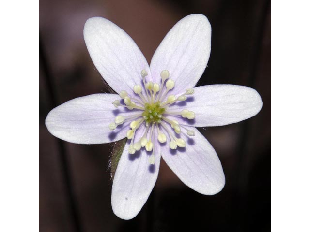 Hepatica nobilis var. acuta (Sharplobe hepatica) #71967