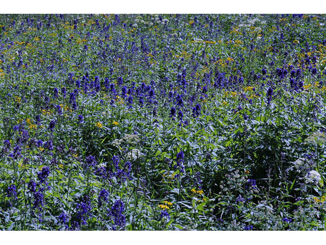 Delphinium barbeyi (Subalpine larkspur) #72290