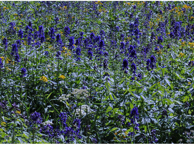 Delphinium barbeyi (Subalpine larkspur) #72291