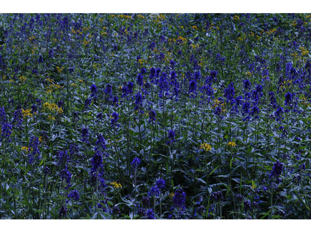 Delphinium barbeyi (Subalpine larkspur) #72292