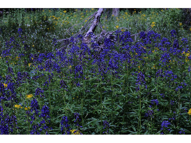 Delphinium barbeyi (Subalpine larkspur) #72293