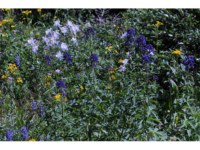 Delphinium barbeyi (Subalpine larkspur) #72294