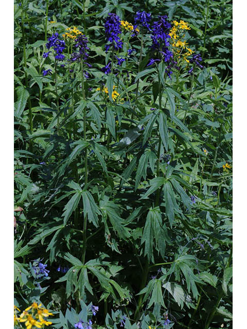 Delphinium barbeyi (Subalpine larkspur) #72295