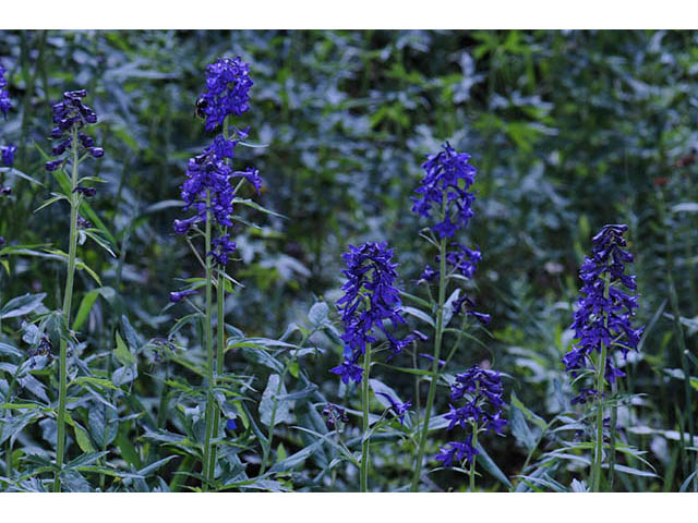 Delphinium barbeyi (Subalpine larkspur) #72297