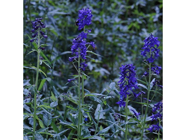 Delphinium barbeyi (Subalpine larkspur) #72298