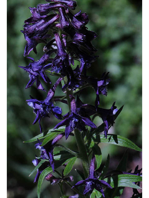 Delphinium barbeyi (Subalpine larkspur) #72300