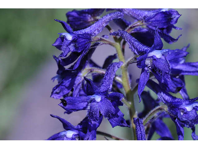 Delphinium barbeyi (Subalpine larkspur) #72301