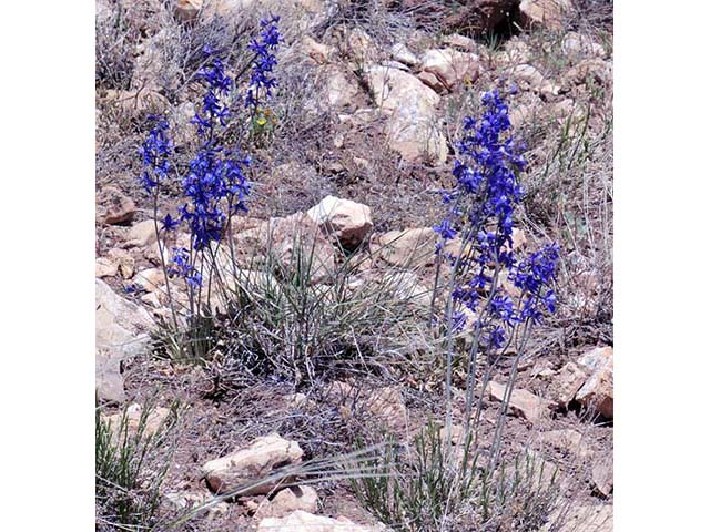 Delphinium scaposum (Tall mountain larkspur) #72320