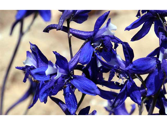 Delphinium scaposum (Tall mountain larkspur) #72328