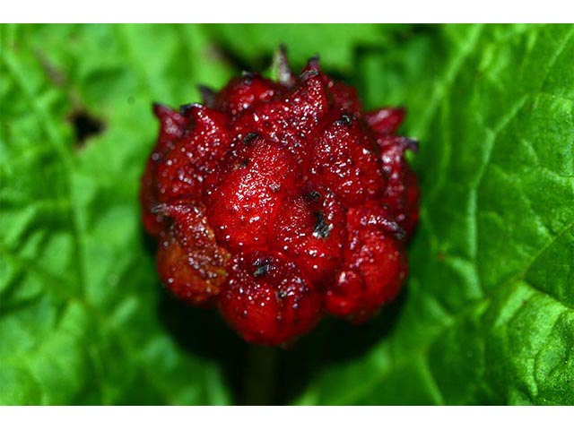 Hydrastis canadensis (Goldenseal) #72338