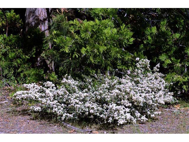 Ceanothus cuneatus (Buckbrush) #72399