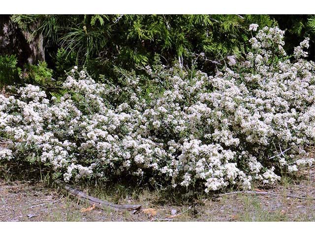 Ceanothus cuneatus (Buckbrush) #72400