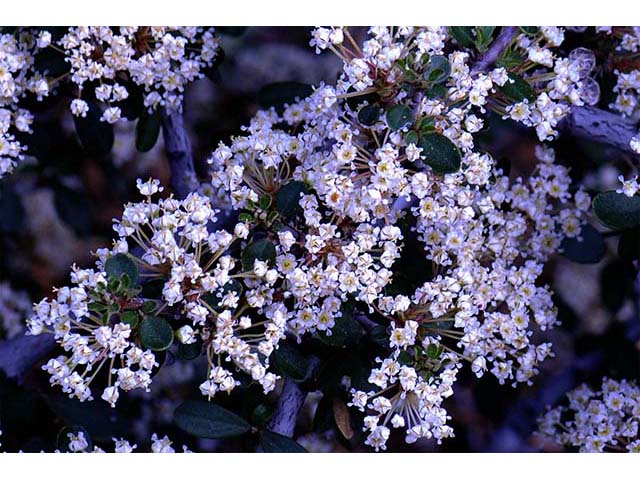 Ceanothus cuneatus (Buckbrush) #72401