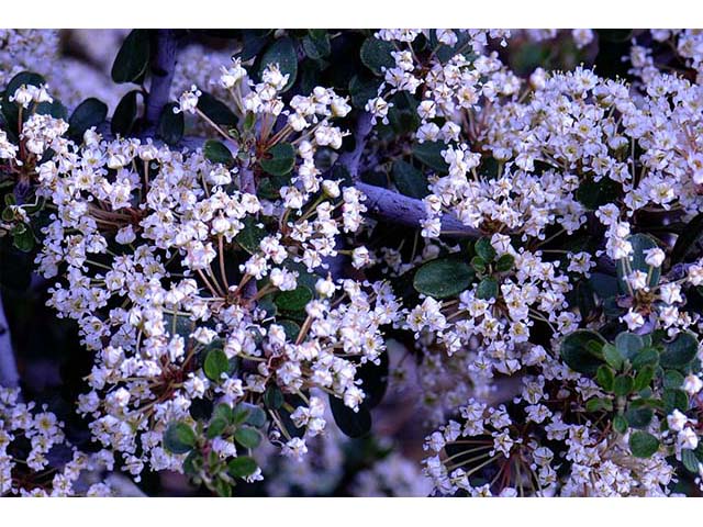 Ceanothus cuneatus (Buckbrush) #72402