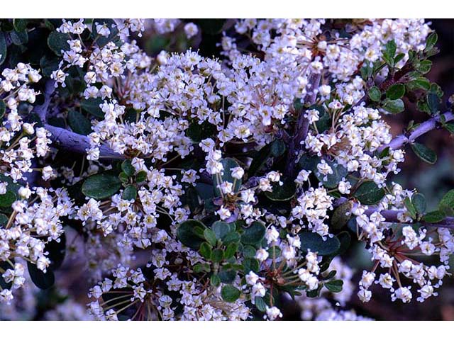 Ceanothus cuneatus (Buckbrush) #72403