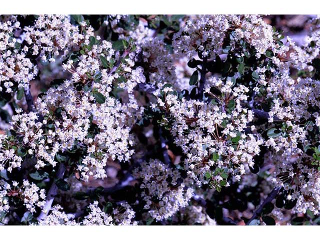 Ceanothus cuneatus (Buckbrush) #72404