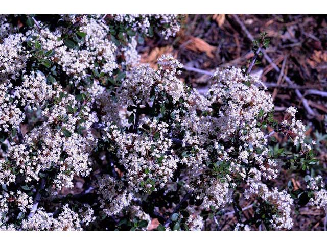 Ceanothus cuneatus (Buckbrush) #72405