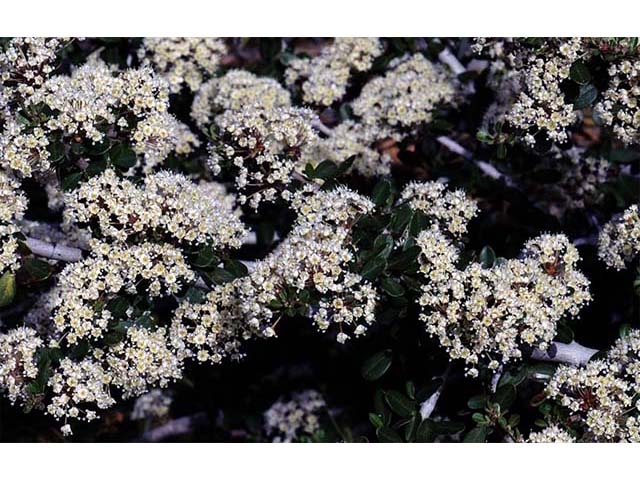 Ceanothus cuneatus (Buckbrush) #72407