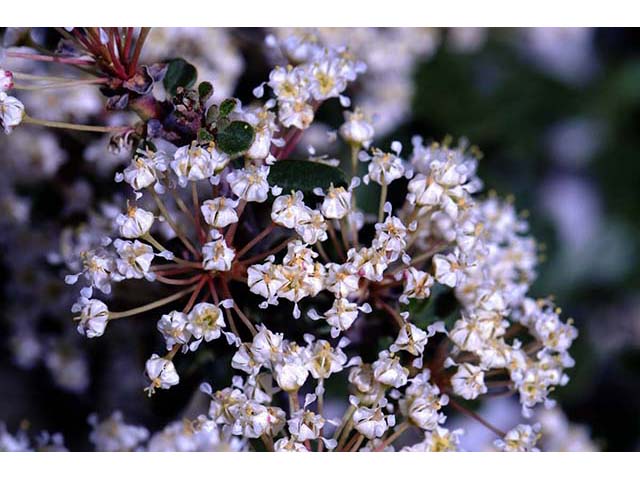 Ceanothus cuneatus (Buckbrush) #72408