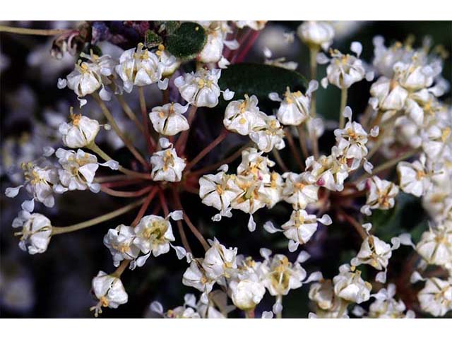 Ceanothus cuneatus (Buckbrush) #72409