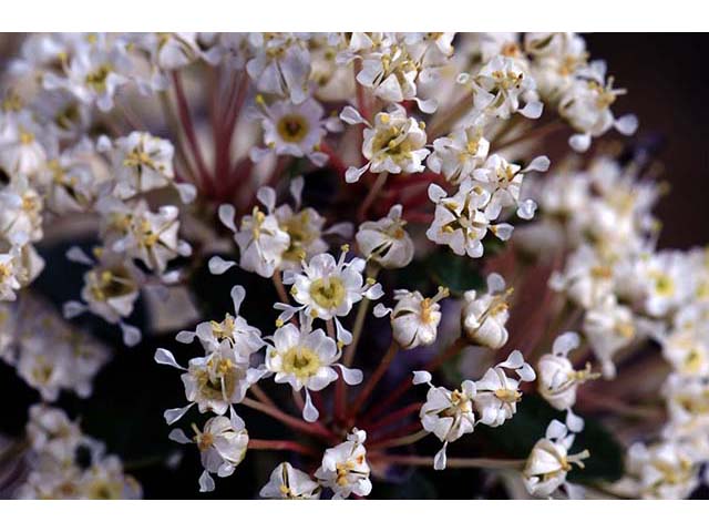 Ceanothus cuneatus (Buckbrush) #72410