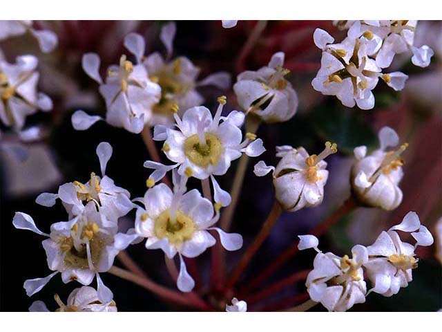 Ceanothus cuneatus (Buckbrush) #72411