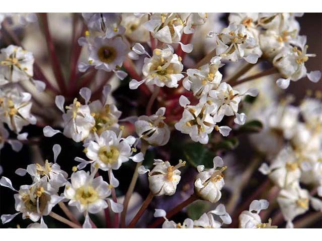 Ceanothus cuneatus (Buckbrush) #72412