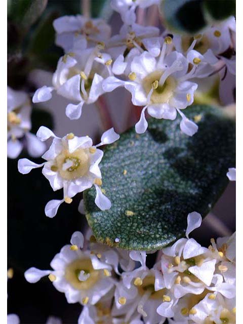 Ceanothus cuneatus (Buckbrush) #72413