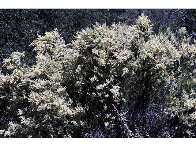 Adenostoma fasciculatum (Chamise) #72474