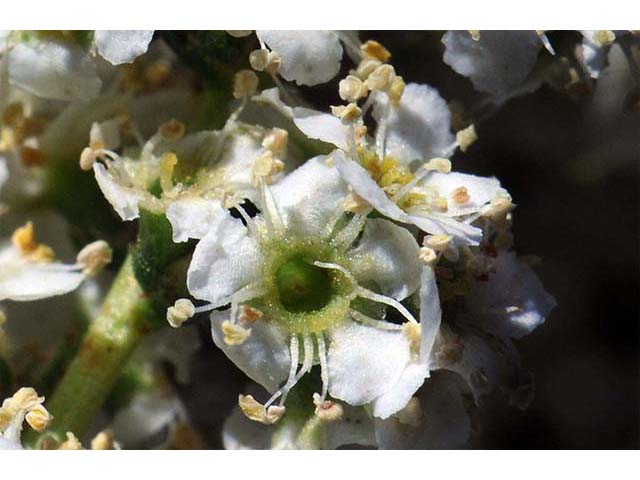 Adenostoma fasciculatum (Chamise) #72489