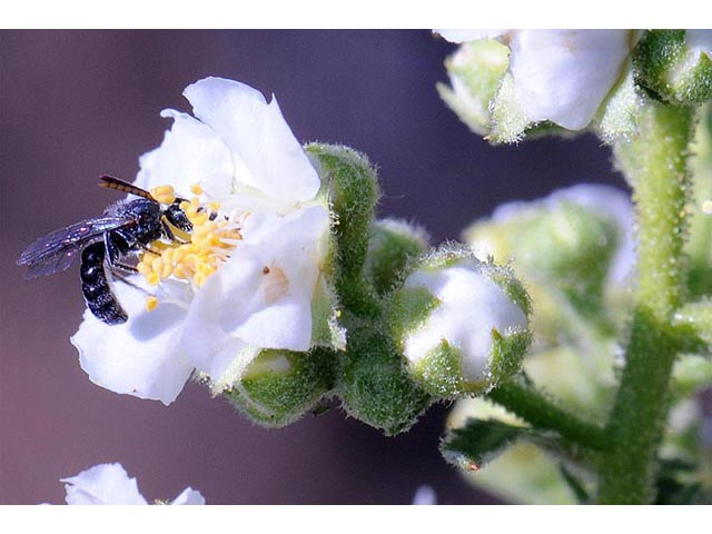 Chamaebatiaria millefolium (Desert sweet) #72534