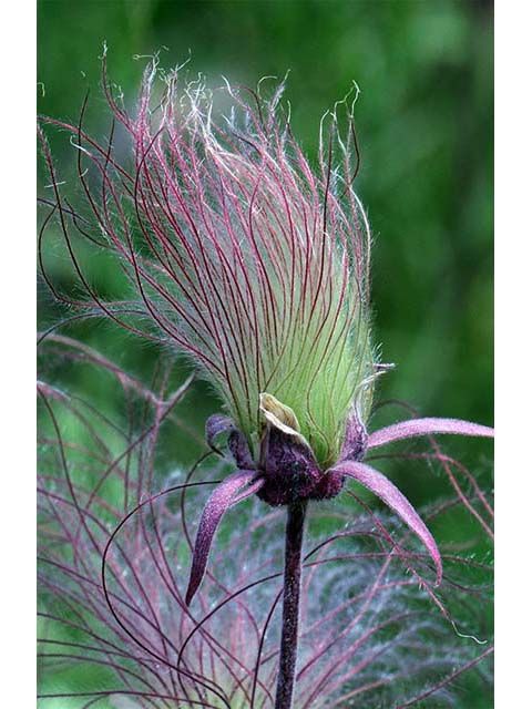 Geum triflorum (Old man's whiskers) #72553