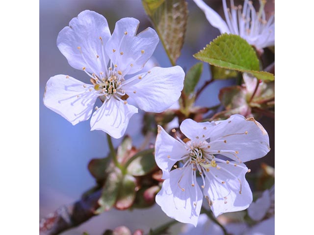 Prunus pensylvanica (Pin cherry) #72696