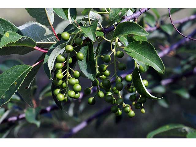 Prunus virginiana var. virginiana (Chokecherry) #72729