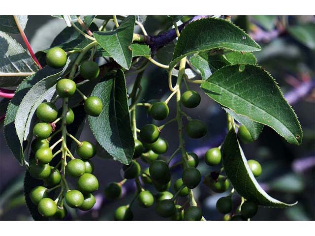 Prunus virginiana var. virginiana (Chokecherry) #72730