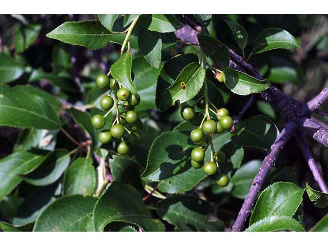 Prunus virginiana var. virginiana (Chokecherry) #72731