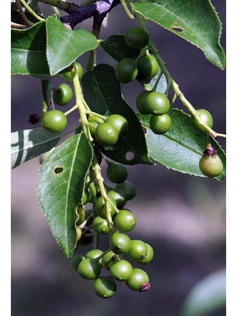 Prunus virginiana var. virginiana (Chokecherry) #72735