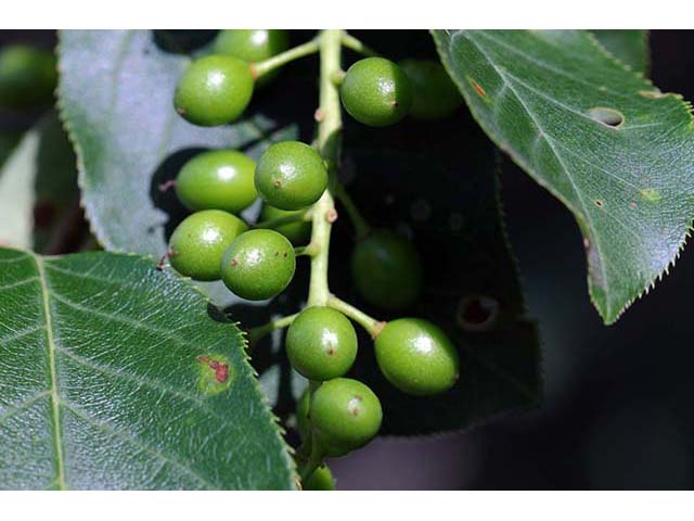 Prunus virginiana var. virginiana (Chokecherry) #72737