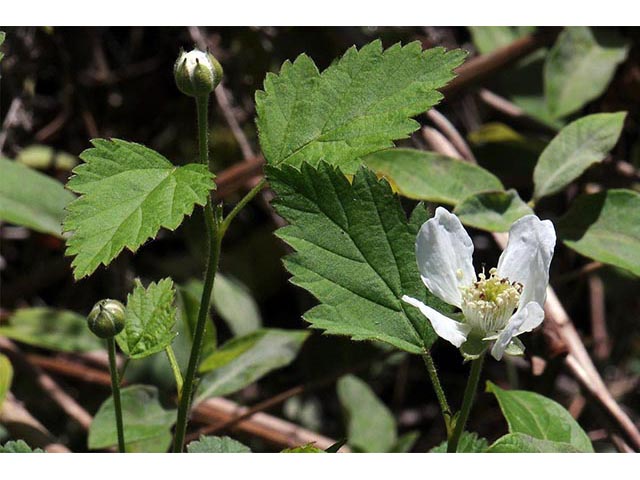 Rubus flagellaris (Northern dewberry) #72831