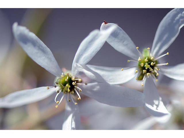 Amelanchier arborea (Common serviceberry) #72894