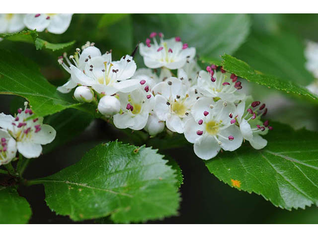 Crataegus crus-galli (Cockspur hawthorn) #72911