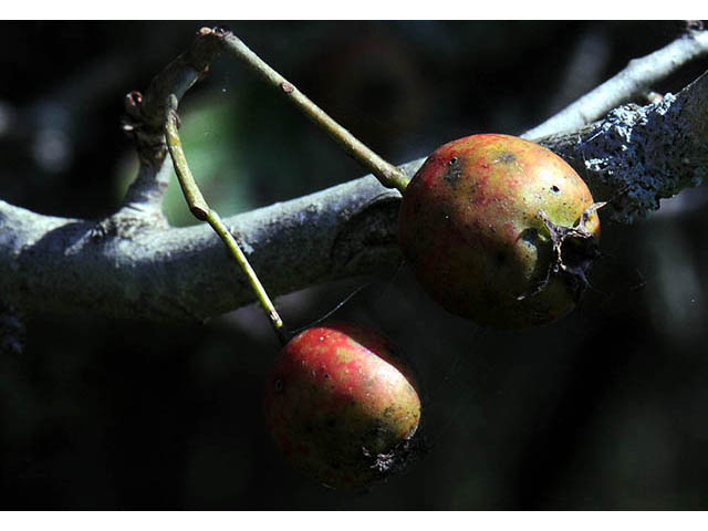 Crataegus crus-galli (Cockspur hawthorn) #72913