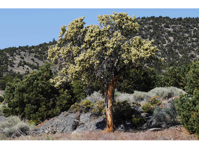 Purshia stansburiana (Stansbury cliffrose) #73203