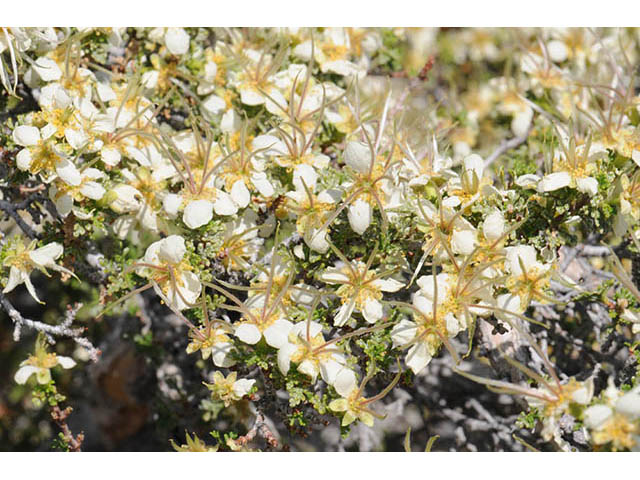 Purshia stansburiana (Stansbury cliffrose) #73204