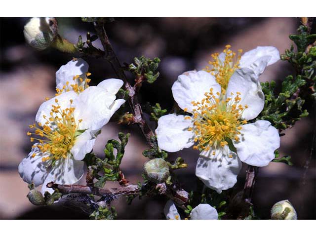 Purshia stansburiana (Stansbury cliffrose) #73210