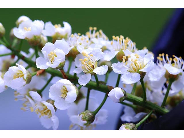 Prunus virginiana var. virginiana (Chokecherry) #73214