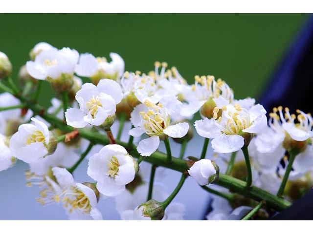 Prunus virginiana var. virginiana (Chokecherry) #73215