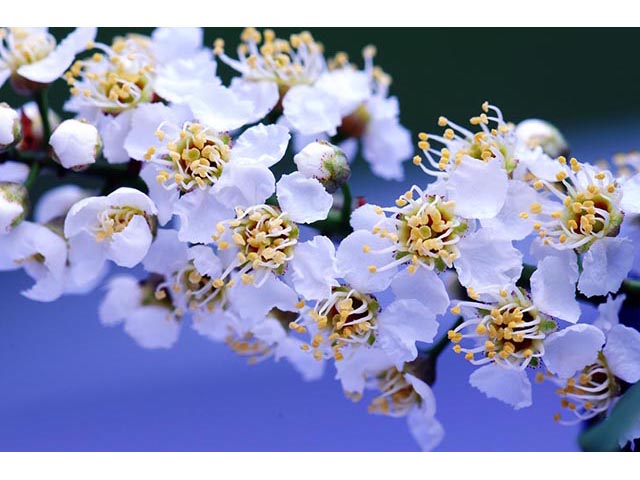 Prunus virginiana var. virginiana (Chokecherry) #73216