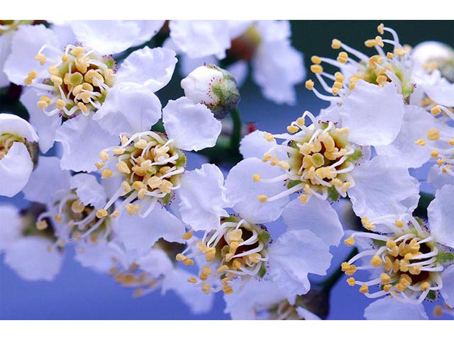 Prunus virginiana var. virginiana (Chokecherry) #73217